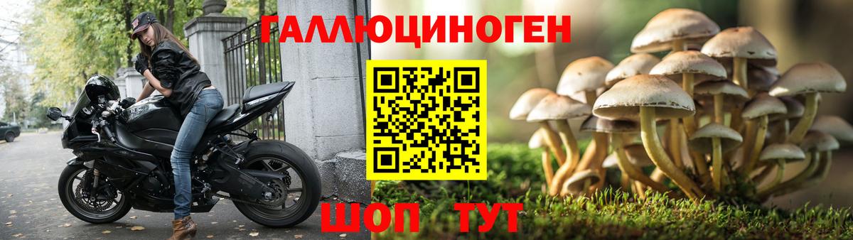 Галлюциногенные грибы прущие грибы Кольчугино